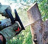 How Our Tree Care Process Works  in  Tinley Park, IL