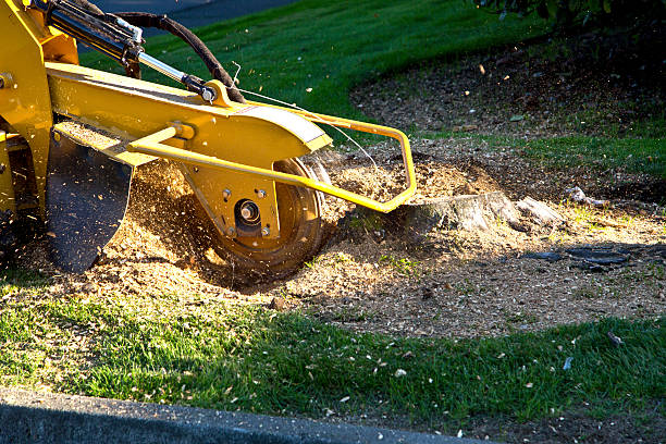 Best Lot and Land Clearing  in Tinley Park, IL